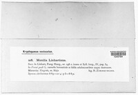 Monilinia padi image